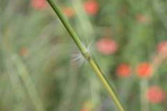 Bothriochloa insculpta