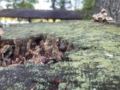 Tolypocladium capitatum