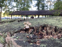 Tolypocladium capitatum