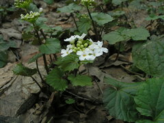 Pachyphragma macrophyllum
