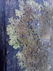 Melanelixia glabratula