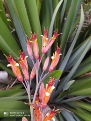 Phormium tenax