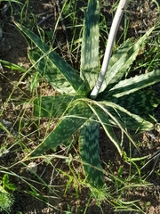 Aloe greatheadii