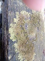 Melanelixia glabratula