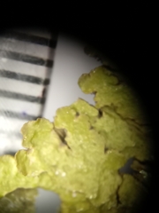 Melanelixia glabratula