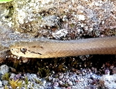 Galvarinus chilensis
