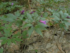 Cardamine glanduligera