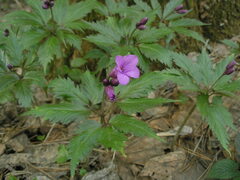 Cardamine glanduligera