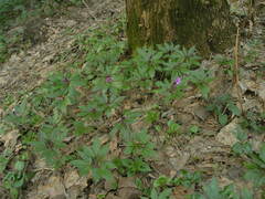 Cardamine glanduligera