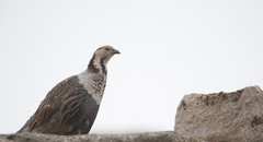 Tetraogallus himalayensis