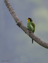 Psarisomus dalhousiae