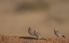 Bucanetes githagineus