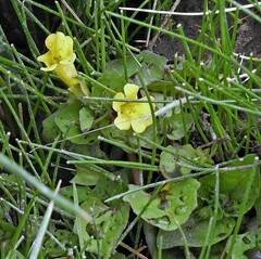 Erythranthe glabrata