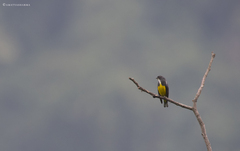 Dicaeum melanozanthum