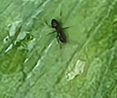 Nylanderia