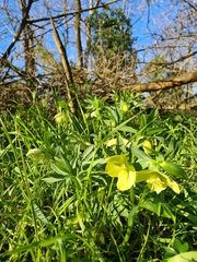 Helleborus