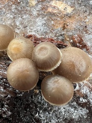Mycena overholtsii