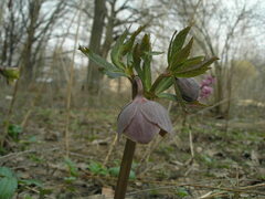Helleborus purpurascens