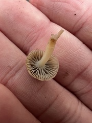 Mycena overholtsii