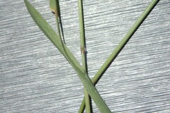 Brachiaria