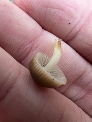 Mycena overholtsii