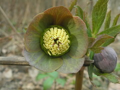 Helleborus purpurascens