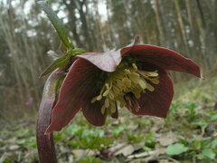 Helleborus purpurascens