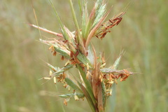 Cymbopogon pospischilii