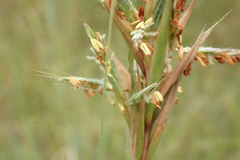 Cymbopogon pospischilii