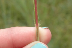 Cymbopogon pospischilii