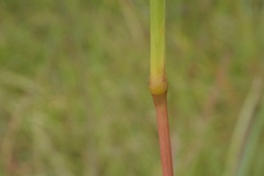 Cymbopogon pospischilii