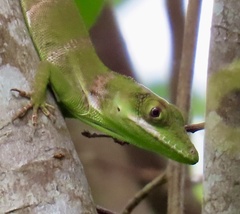 Anolis luteogularis