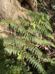 Microlepia nepalensis