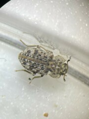 Leichenum pulchellum