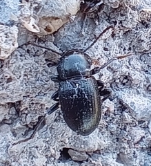 Nesotes nigroaeneus