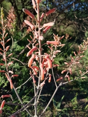 Aloe greatheadii