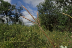 Dichanthium aristatum