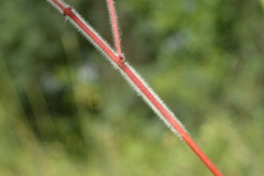 Dichanthium aristatum