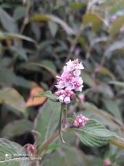 Koenigia campanulata