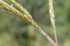 Dichanthium aristatum