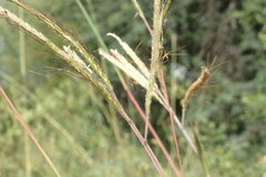 Dichanthium aristatum