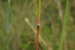 Dichanthium aristatum