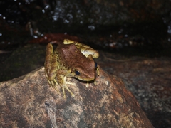 Odorrana hainanensis