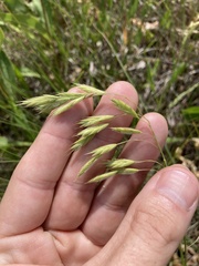 Bromus kalmii