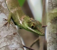 Anolis luteogularis