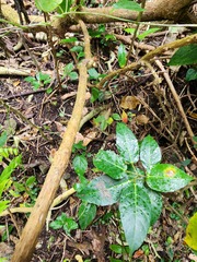 Ficus cumingii terminalifolia