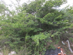 Maclura tricuspidata