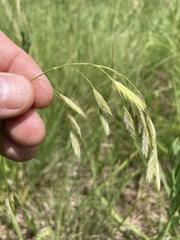 Bromus kalmii