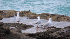Chroicocephalus novaehollandiae novaehollandiae