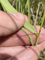Bromus kalmii
